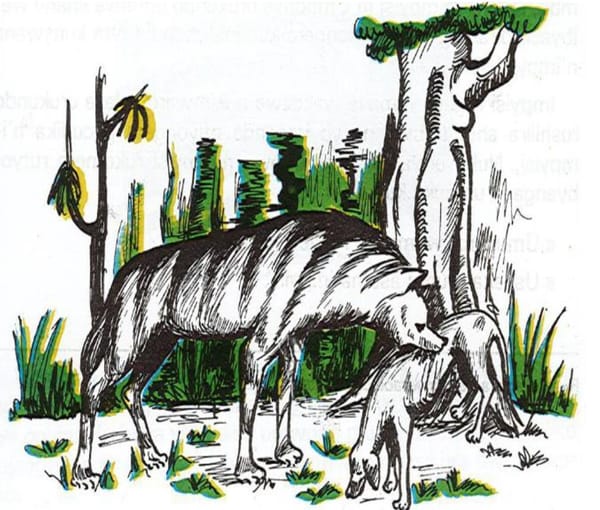 IMBWA N'IMPYISI